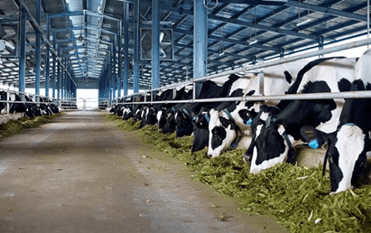 Lý thuyết Sinh 11 Kết nối tri thức Bài 22: Sinh trưởng và phát triển ở động vật