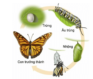 Lý thuyết Sinh 11 Kết nối tri thức Bài 23: Thực hành: Quan sát biến thái ở động vật