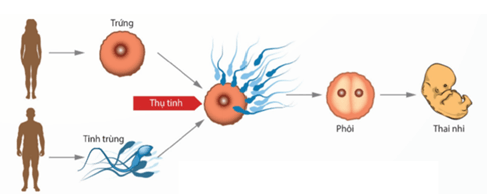 Lý thuyết Sinh 11 Kết nối tri thức Bài 24: Khái quát về sinh sản ở sinh vật