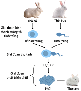 Lý thuyết Sinh 11 Kết nối tri thức Bài 24: Khái quát về sinh sản ở sinh vật