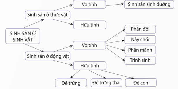 Lý thuyết Sinh 11 Kết nối tri thức Bài 24: Khái quát về sinh sản ở sinh vật