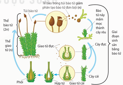Lý thuyết Sinh 11 Kết nối tri thức Bài 25: Sinh sản ở thực vật