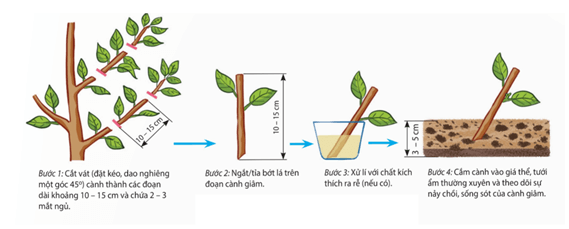 Lý thuyết Sinh 11 Kết nối tri thức Bài 25: Sinh sản ở thực vật