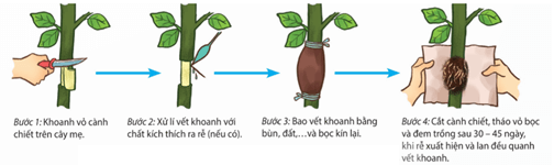 Lý thuyết Sinh 11 Kết nối tri thức Bài 25: Sinh sản ở thực vật
