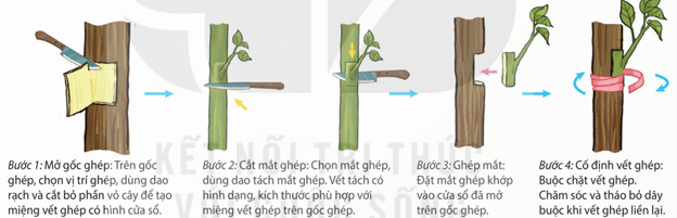Lý thuyết Sinh 11 Kết nối tri thức Bài 25: Sinh sản ở thực vật