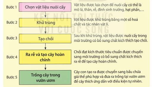 Lý thuyết Sinh 11 Kết nối tri thức Bài 25: Sinh sản ở thực vật