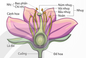 Lý thuyết Sinh 11 Kết nối tri thức Bài 25: Sinh sản ở thực vật