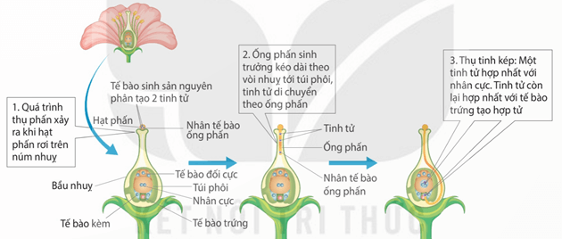Lý thuyết Sinh 11 Kết nối tri thức Bài 25: Sinh sản ở thực vật