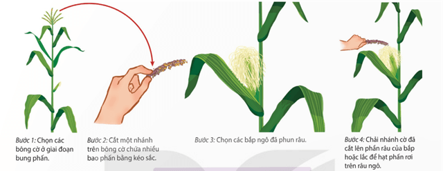 Lý thuyết Sinh 11 Kết nối tri thức Bài 26: Thực hành: Nhân giống vô tính và thụ phấn cho cây