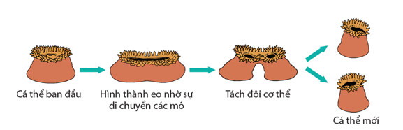 Lý thuyết Sinh 11 Kết nối tri thức Bài 27: Sinh sản ở động vật