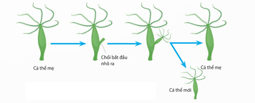 Lý thuyết Sinh 11 Kết nối tri thức Bài 27: Sinh sản ở động vật