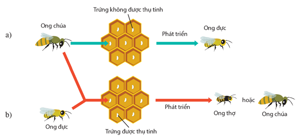 Lý thuyết Sinh 11 Kết nối tri thức Bài 27: Sinh sản ở động vật