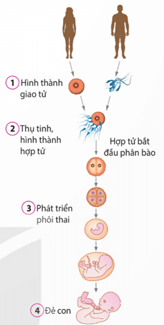 Lý thuyết Sinh 11 Kết nối tri thức Bài 27: Sinh sản ở động vật