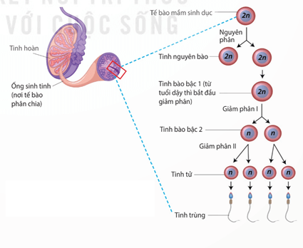 Lý thuyết Sinh 11 Kết nối tri thức Bài 27: Sinh sản ở động vật