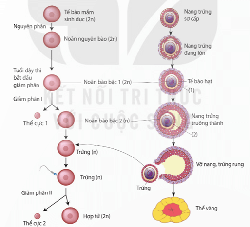 Lý thuyết Sinh 11 Kết nối tri thức Bài 27: Sinh sản ở động vật