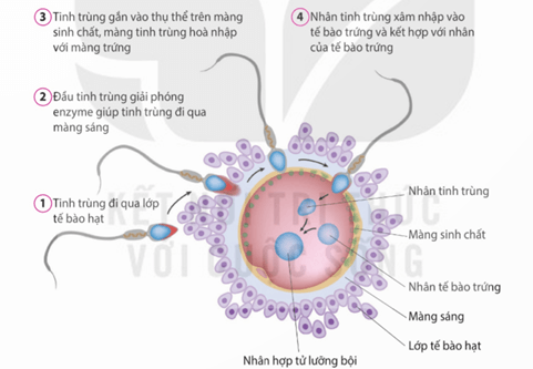 Lý thuyết Sinh 11 Kết nối tri thức Bài 27: Sinh sản ở động vật