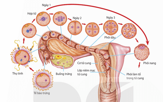 Lý thuyết Sinh 11 Kết nối tri thức Bài 27: Sinh sản ở động vật