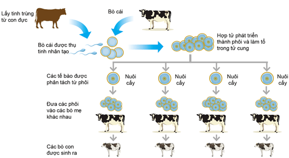 Lý thuyết Sinh 11 Kết nối tri thức Bài 27: Sinh sản ở động vật