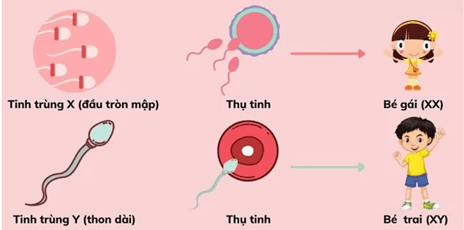 Lý thuyết Sinh 11 Kết nối tri thức Bài 27: Sinh sản ở động vật