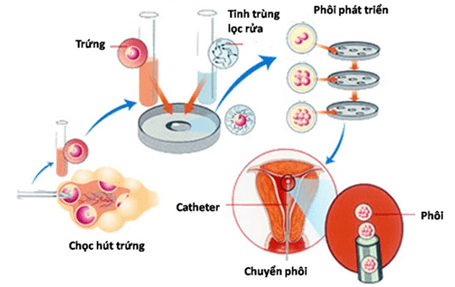 Lý thuyết Sinh 11 Kết nối tri thức Bài 27: Sinh sản ở động vật