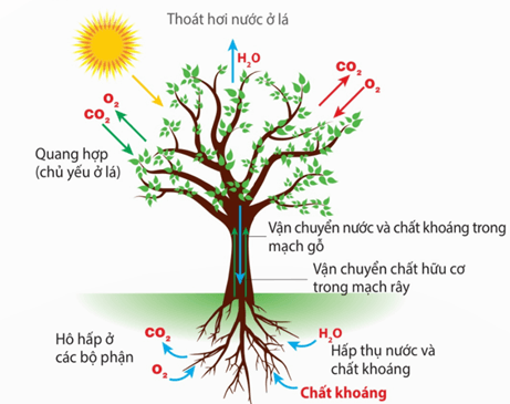 Lý thuyết Sinh 11 Kết nối tri thức Bài 28: Mối quan hệ giữa các quá trình sinh lí trong cơ thể sinh vật