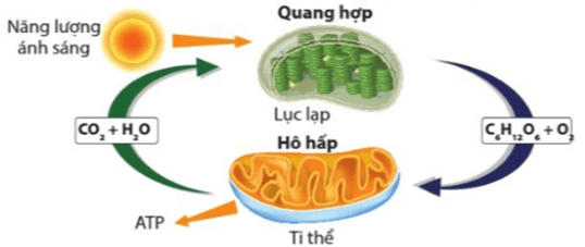 Lý thuyết Sinh 11 Kết nối tri thức Bài 28: Mối quan hệ giữa các quá trình sinh lí trong cơ thể sinh vật