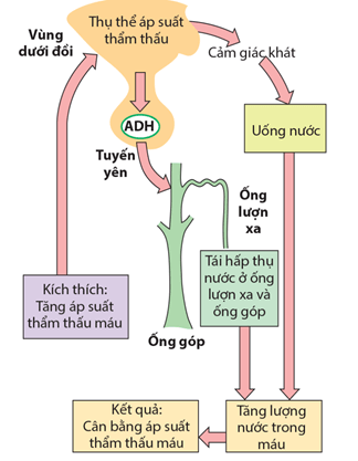 Lý thuyết Sinh 11 Kết nối tri thức Bài 28: Mối quan hệ giữa các quá trình sinh lí trong cơ thể sinh vật