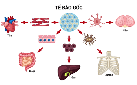 Lý thuyết Sinh 11 Kết nối tri thức Bài 29: Một số ngành nghề liên quan đến sinh học cơ thể
