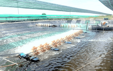 Lý thuyết Sinh 11 Kết nối tri thức Bài 29: Một số ngành nghề liên quan đến sinh học cơ thể