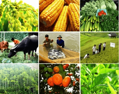 Lý thuyết Sinh 11 Kết nối tri thức Bài 29: Một số ngành nghề liên quan đến sinh học cơ thể