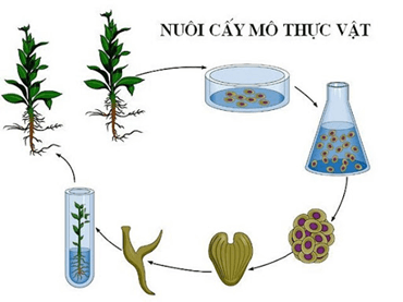 Lý thuyết Sinh 11 Kết nối tri thức Bài 29: Một số ngành nghề liên quan đến sinh học cơ thể