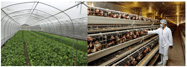 Lý thuyết Sinh 11 Kết nối tri thức Bài 29: Một số ngành nghề liên quan đến sinh học cơ thể