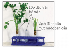Lý thuyết Sinh 11 Kết nối tri thức Bài 3: Thực hành: Trao đổi nước và khoáng ở thực vật