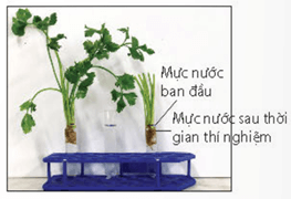 Lý thuyết Sinh 11 Kết nối tri thức Bài 3: Thực hành: Trao đổi nước và khoáng ở thực vật