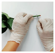 Lý thuyết Sinh 11 Kết nối tri thức Bài 3: Thực hành: Trao đổi nước và khoáng ở thực vật