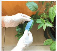 Lý thuyết Sinh 11 Kết nối tri thức Bài 3: Thực hành: Trao đổi nước và khoáng ở thực vật