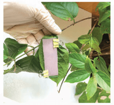 Lý thuyết Sinh 11 Kết nối tri thức Bài 3: Thực hành: Trao đổi nước và khoáng ở thực vật