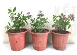 Lý thuyết Sinh 11 Kết nối tri thức Bài 3: Thực hành: Trao đổi nước và khoáng ở thực vật