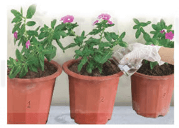 Lý thuyết Sinh 11 Kết nối tri thức Bài 3: Thực hành: Trao đổi nước và khoáng ở thực vật