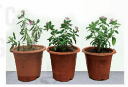 Lý thuyết Sinh 11 Kết nối tri thức Bài 3: Thực hành: Trao đổi nước và khoáng ở thực vật
