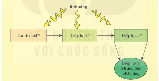 Lý thuyết Sinh 11 Kết nối tri thức Bài 4: Quang hợp ở thực vật