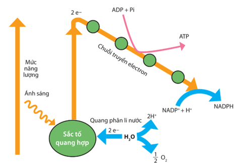 Lý thuyết Sinh 11 Kết nối tri thức Bài 4: Quang hợp ở thực vật