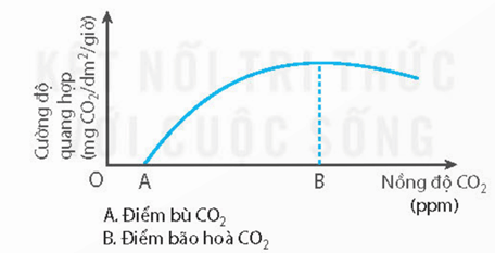 Lý thuyết Sinh 11 Kết nối tri thức Bài 4: Quang hợp ở thực vật