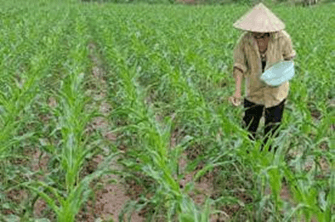 Lý thuyết Sinh 11 Kết nối tri thức Bài 4: Quang hợp ở thực vật