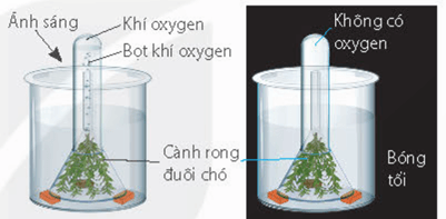 Lý thuyết Sinh 11 Kết nối tri thức Bài 5: Thực hành: Quang hợp ở thực vật