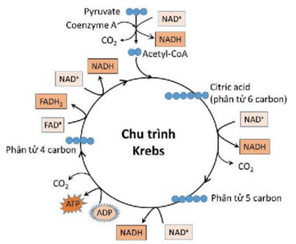 Lý thuyết Sinh 11 Kết nối tri thức Bài 6: Hô hấp ở thực vật