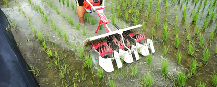 Lý thuyết Sinh 11 Kết nối tri thức Bài 6: Hô hấp ở thực vật