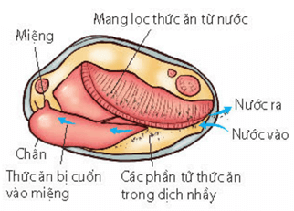 Lý thuyết Sinh 11 Kết nối tri thức Bài 8: Dinh dưỡng và tiêu hóa ở động vật