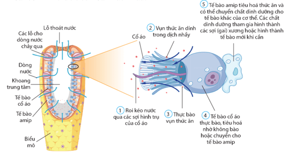Lý thuyết Sinh 11 Kết nối tri thức Bài 8: Dinh dưỡng và tiêu hóa ở động vật