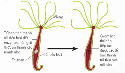 Lý thuyết Sinh 11 Kết nối tri thức Bài 8: Dinh dưỡng và tiêu hóa ở động vật